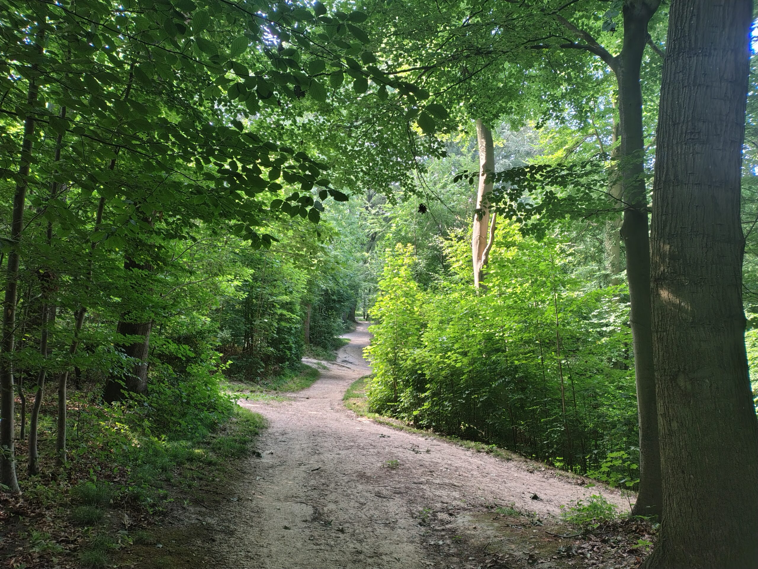 eine Kreuzung von Waldwegen, sattgrüner Laubwald